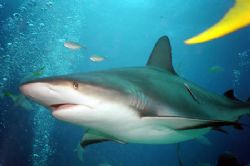 Grand Bahama diving. by Matt Barkkume 